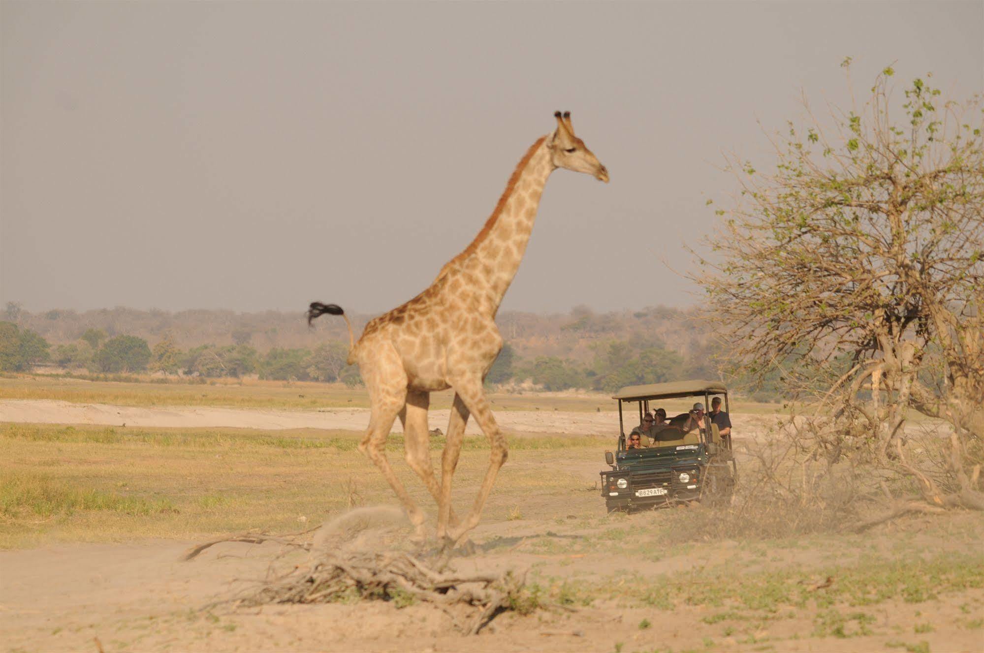 Ngoma Safari Lodge Kavimba Exterior foto